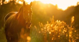 Flows For Life Miracle of Horses Jin Shin Jyutsu