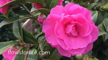 Flows For Life Jin Shin Jyutsu Self Help Renew Myself