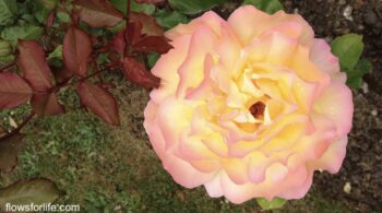 Jin-Shin-Jyutsu-A-Universal-Art-to-Boost-Energy-and-Balance-Emotions