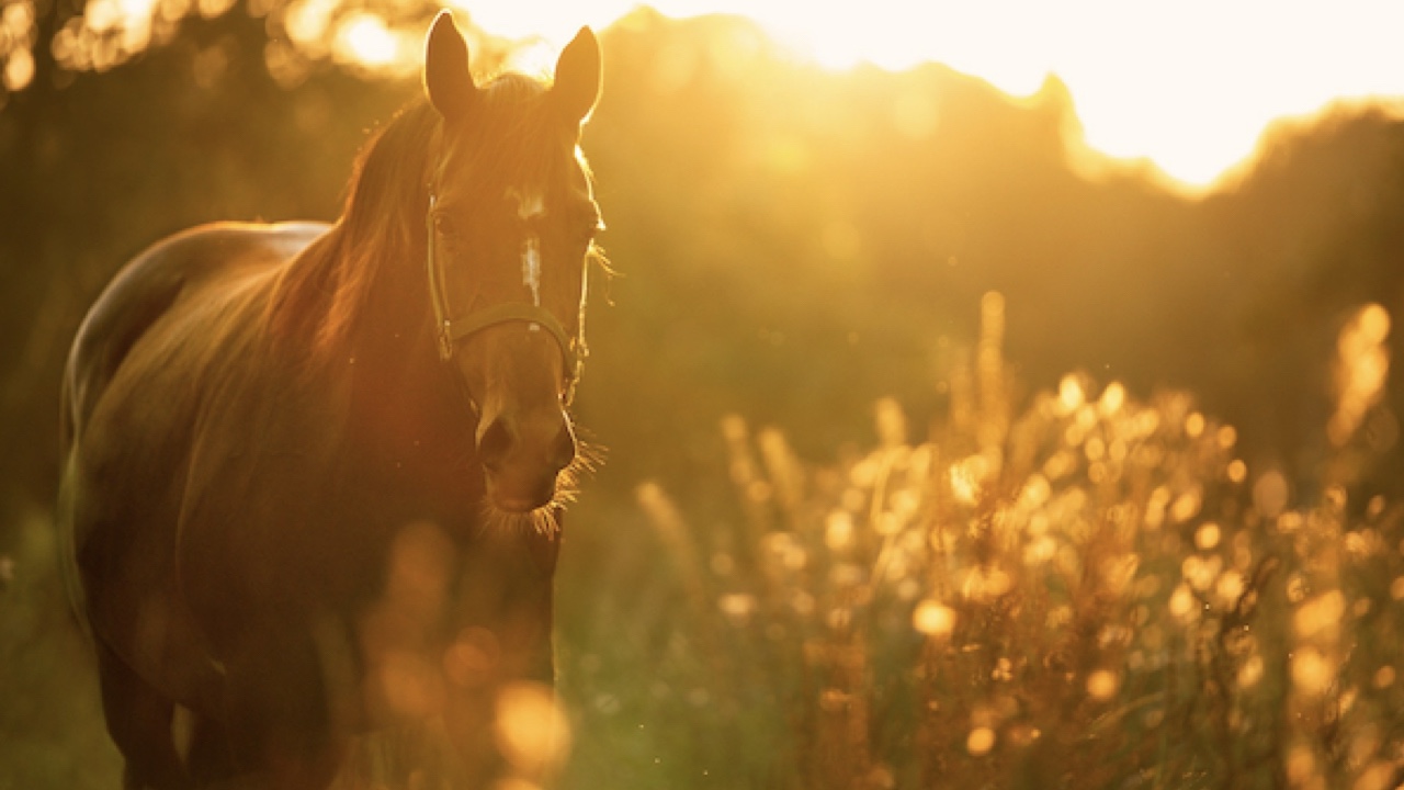 Flows For Life Miracle of Horses and Jin Shin Jyutsu