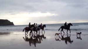 The miracle of horses and Jin Shin Jyutsu
