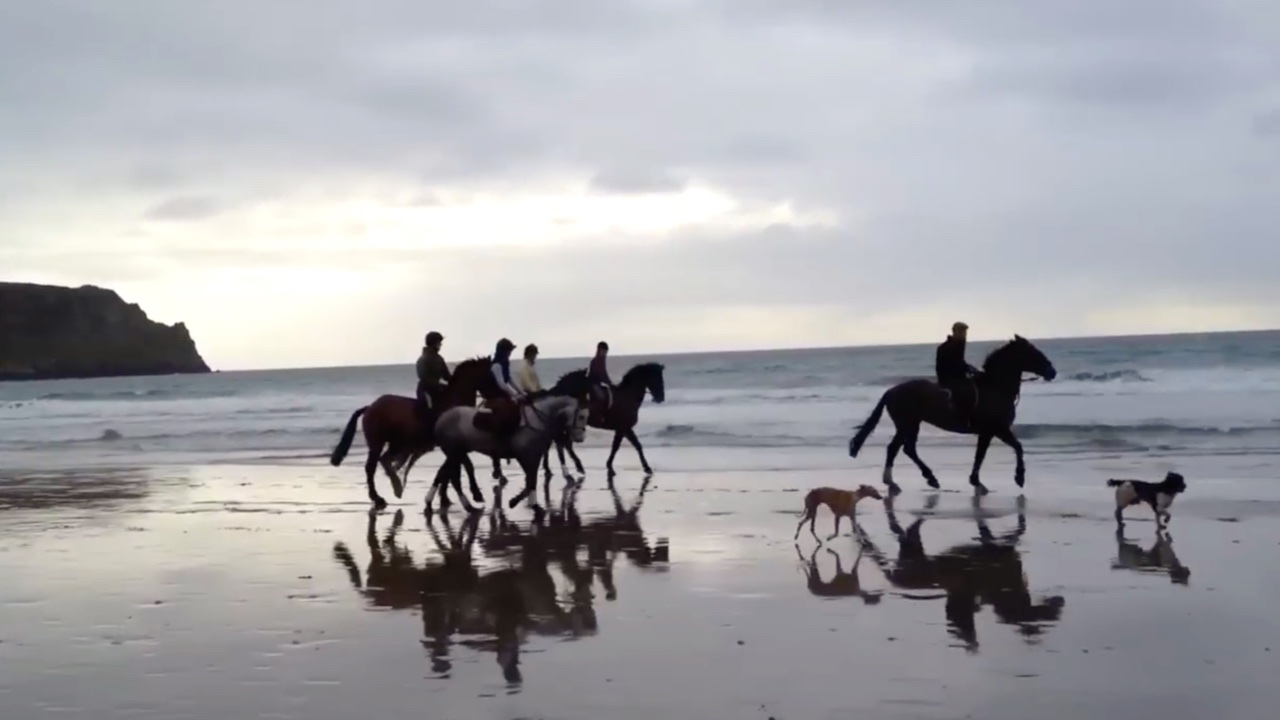 The Miracle of Horses and Jin Shin Jyutsu