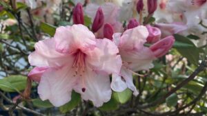 Jin-Shin-Jyutsu-Self-Help-For-Breast-Discomforts