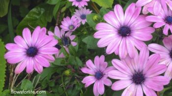 Give-My-Self-a-Hug-for-Peace