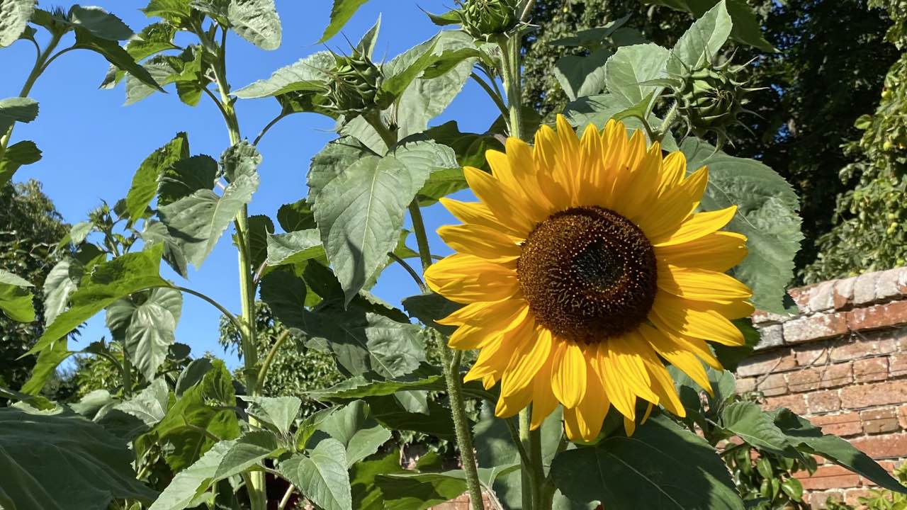 What are the Safety Energy Locks in Jin Shin Jyutsu?