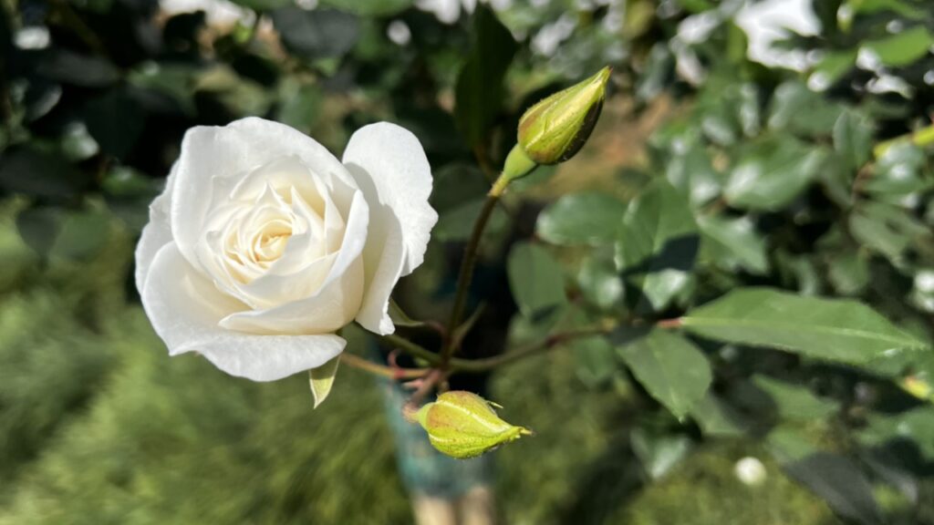 How to Breathe Easy with Jin Shin Jyutsu