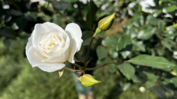 How to Breathe Easy with Jin Shin Jyutsu