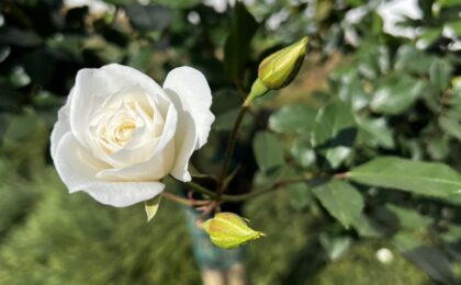 How to Breathe Easy with Jin Shin Jyutsu