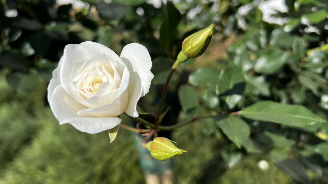 How to Breathe Easy with Jin Shin Jyutsu