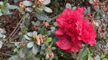 get rid of neck tension with easy jin shin jyutsu hold