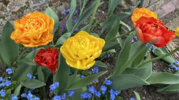 Relieve-Stomach-Pain-and-Cramps-with-Simple-Jin-Shin-Jyutsu