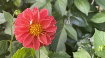 how to ease bloating with Jin Shin Jyutsu