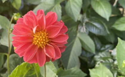 how to ease bloating with Jin Shin Jyutsu