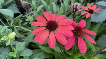 Anxiety and Panic Restore Calm with Jin Shin Jyutsu Holds