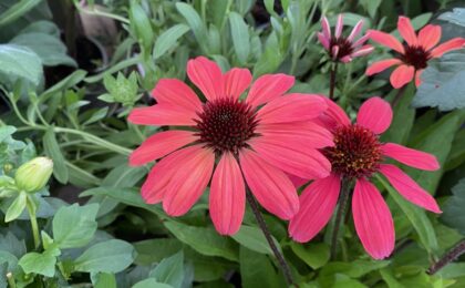 Anxiety and Panic Restore Calm with Jin Shin Jyutsu Holds