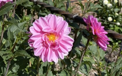 how to balance your hormones with jin shin jyutsu