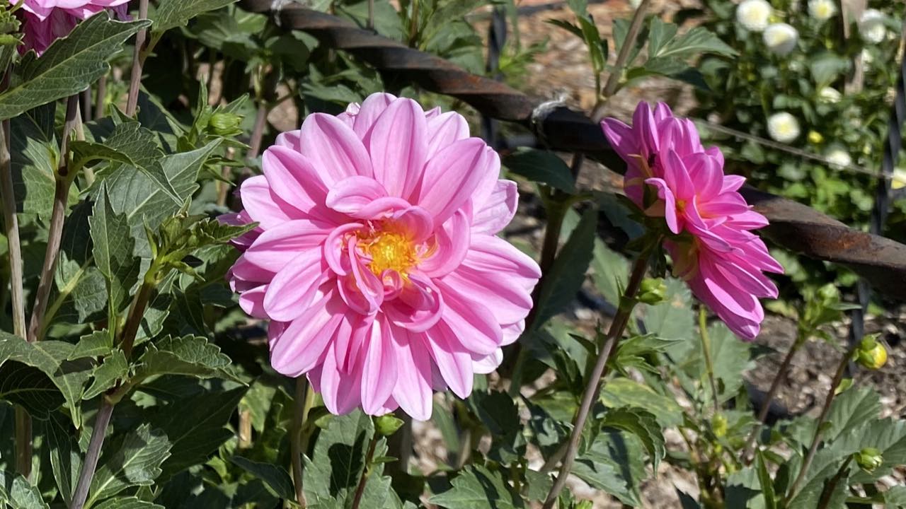 How to balance your hormones with Jin Shin Jyutsu