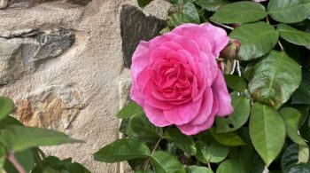 Is It Easy To Slow Ageing with Jin Shin Jyutsu