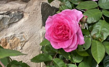 Is It Easy To Slow Ageing with Jin Shin Jyutsu