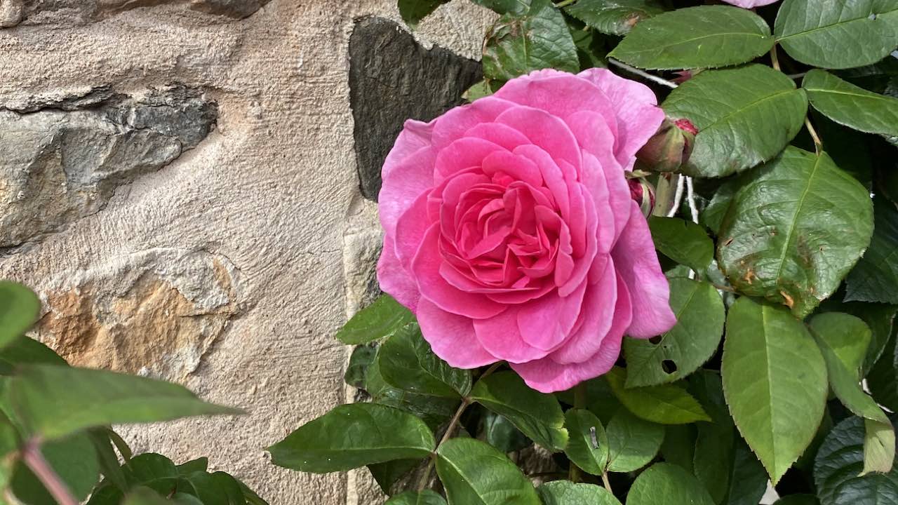 Is It Easy To Slow Ageing with Jin Shin Jyutsu