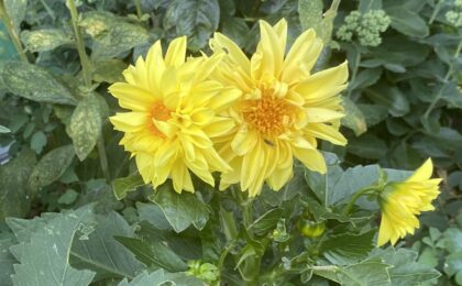 Feeling-Overwhelmed-Try-This-Easy-Jin-Shin-Jyutsu-Hold