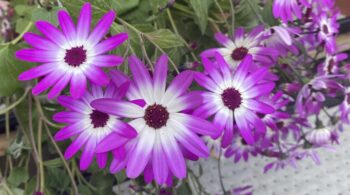 How-to-Sooth-Your-Nervous-System-with-Jin-Shin-Jyutsu