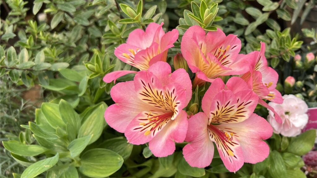 Suffer from Restless Legs? Try this Easy Jin Shin Jyutsu Hold